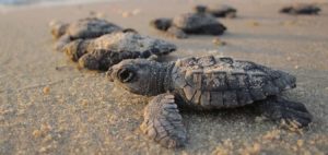 velas turtle festival mumbai pune adventures