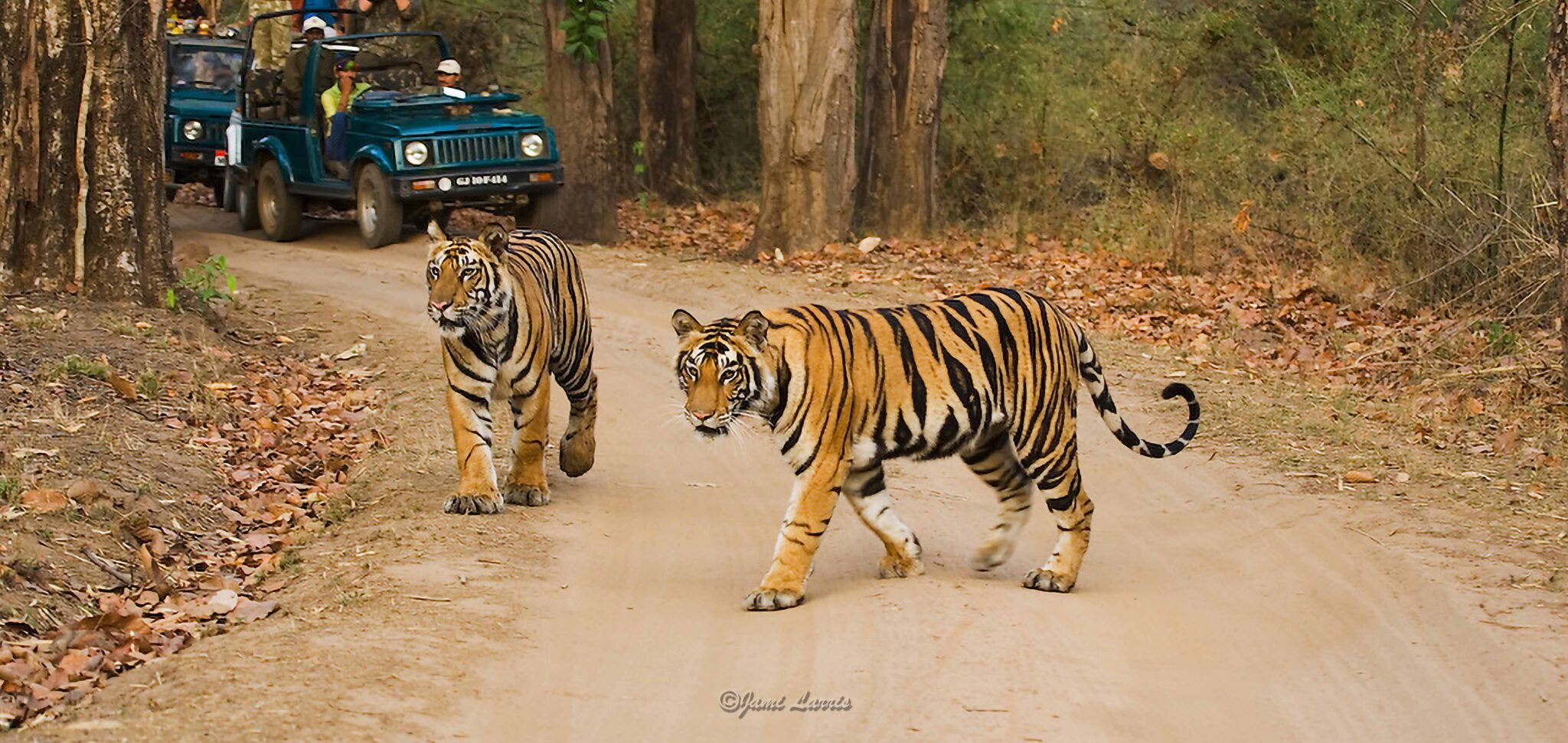tiger safari near pune